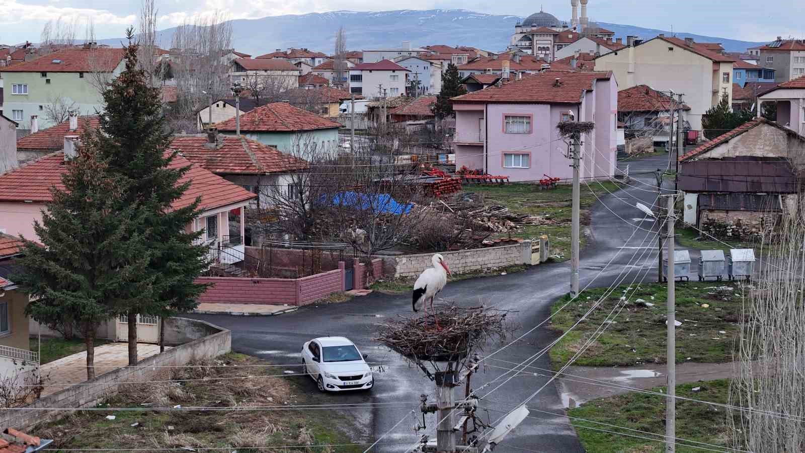 Mahallenin maskotu oldular, baharla birlikte yuvalarına döndüler

