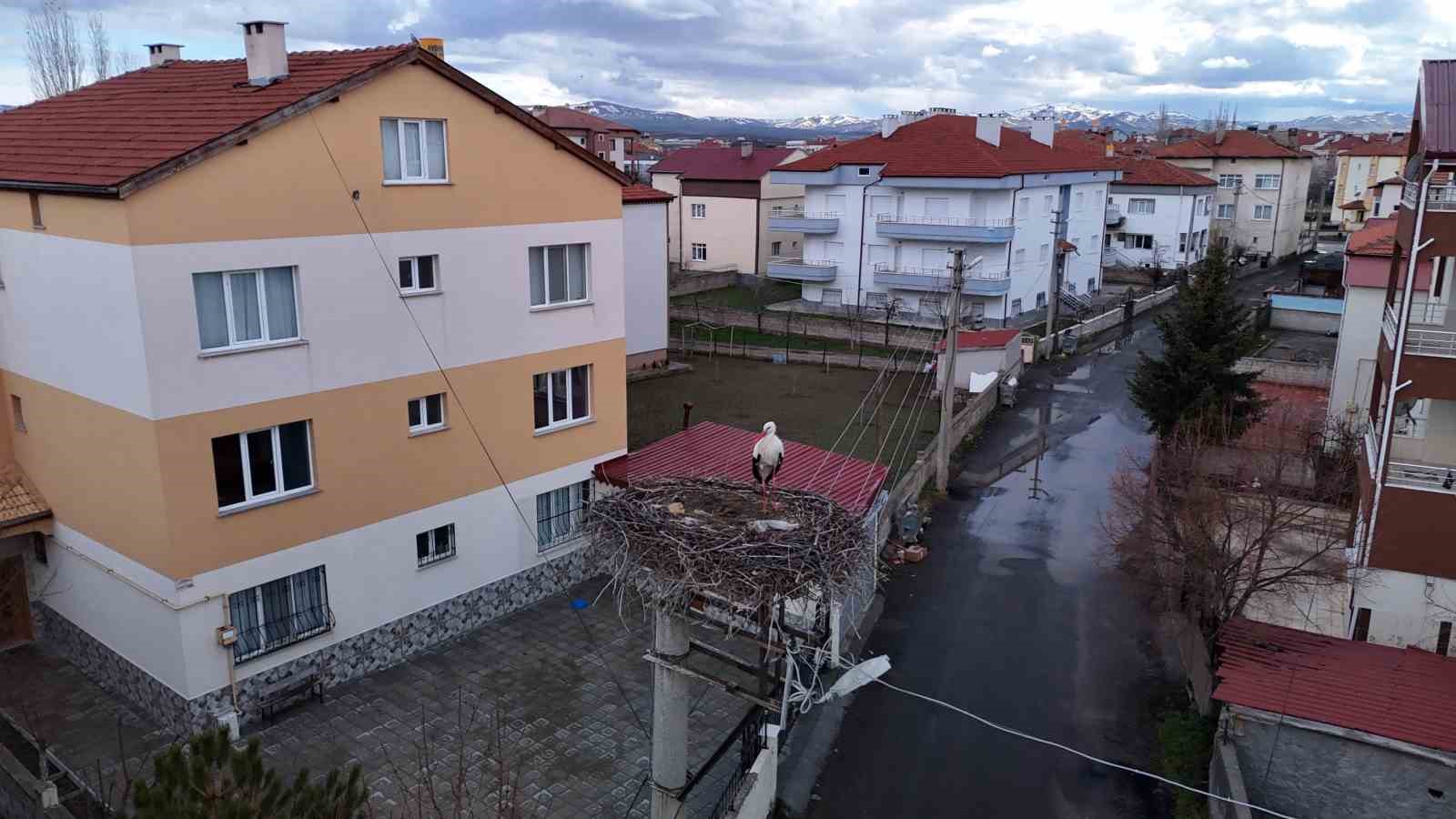 Mahallenin maskotu oldular, baharla birlikte yuvalarına döndüler
