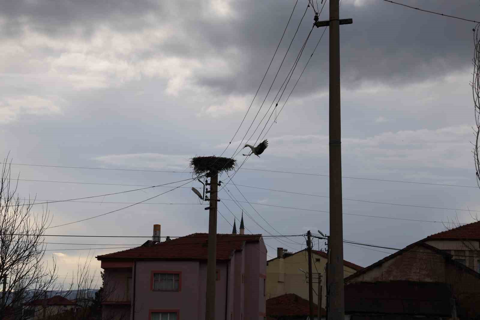 Mahallenin maskotu oldular, baharla birlikte yuvalarına döndüler
