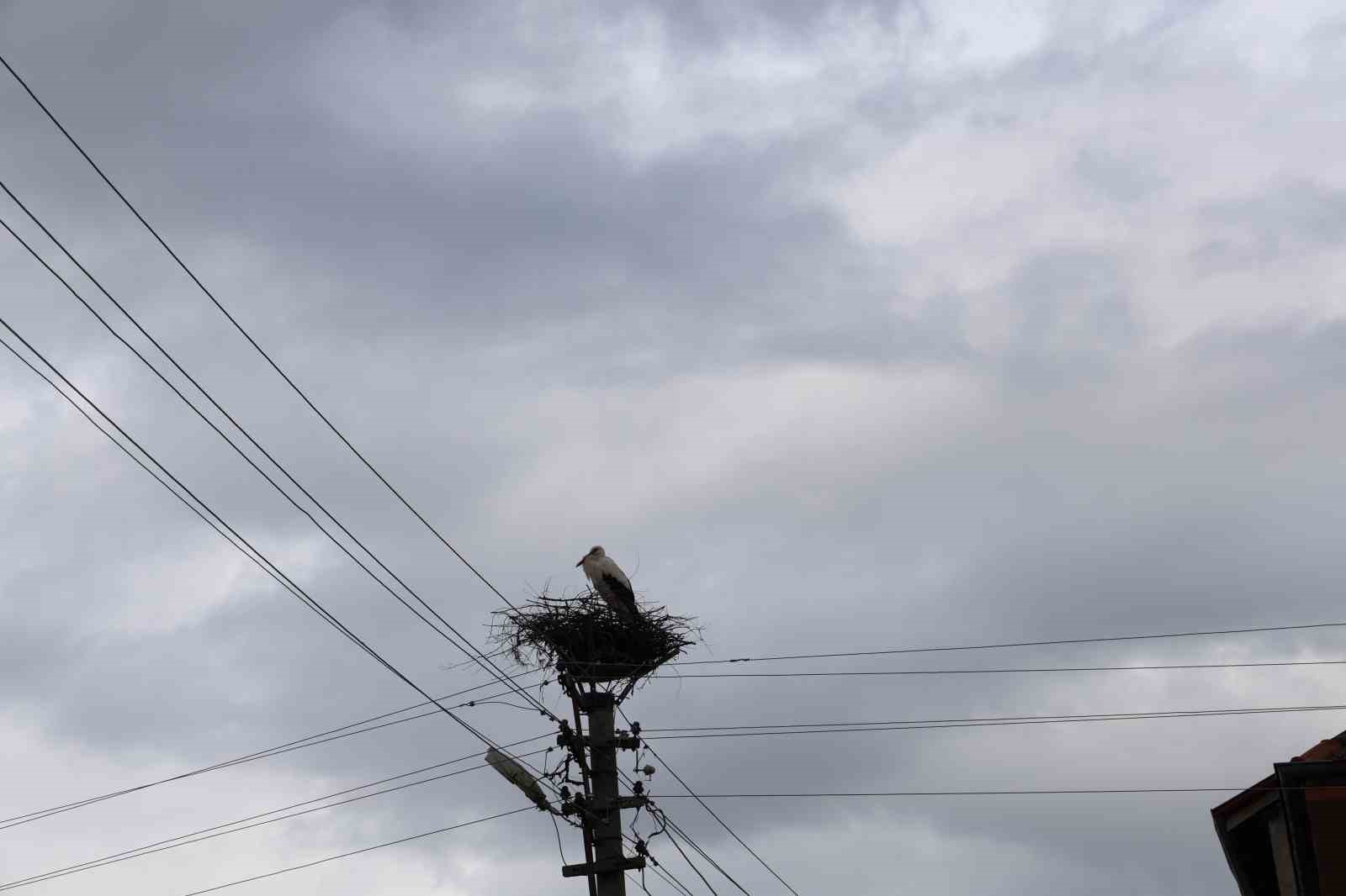 Mahallenin maskotu oldular, baharla birlikte yuvalarına döndüler

