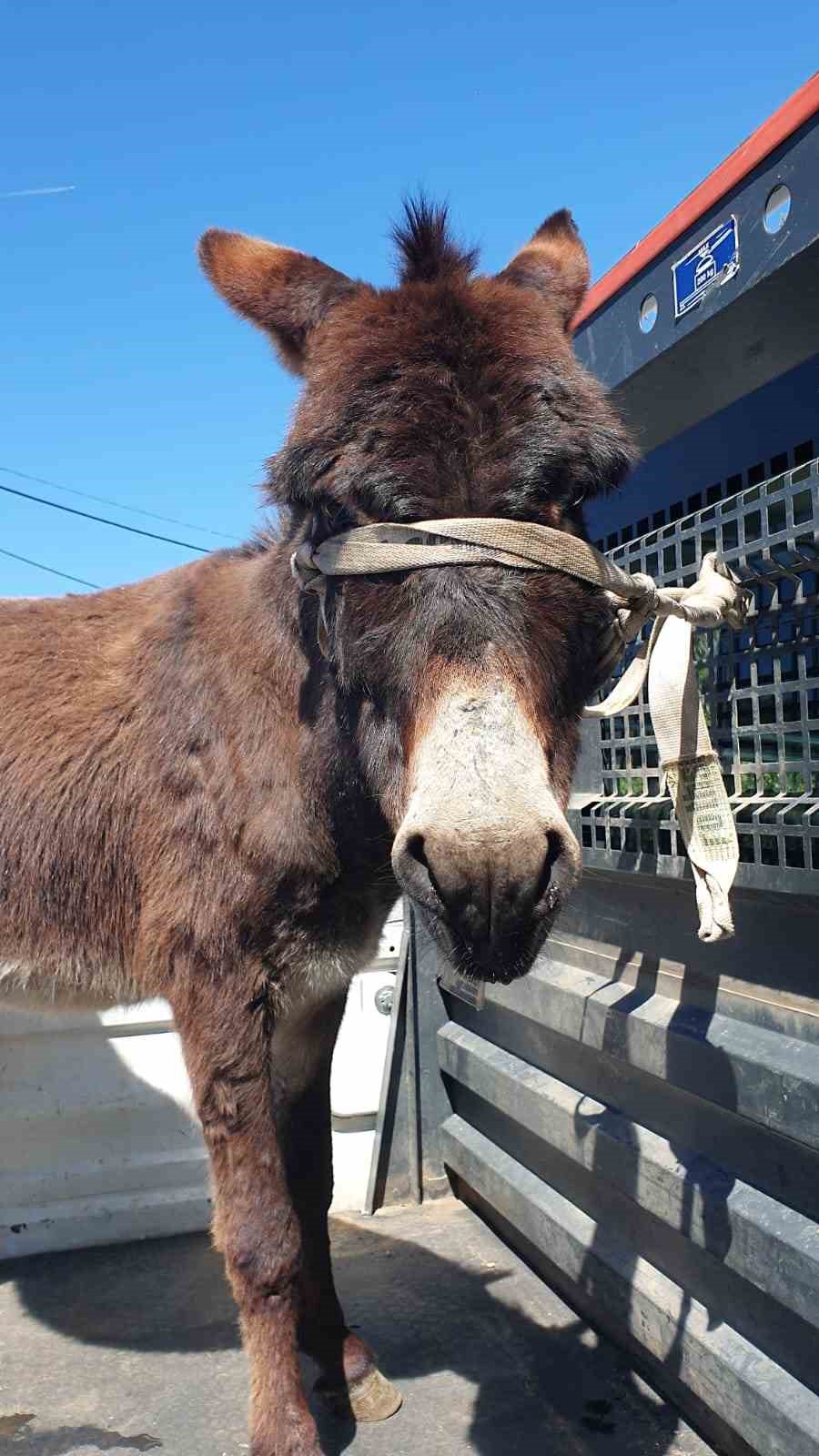 Mahalleye inen eşek ortalığı birbirine kattı
