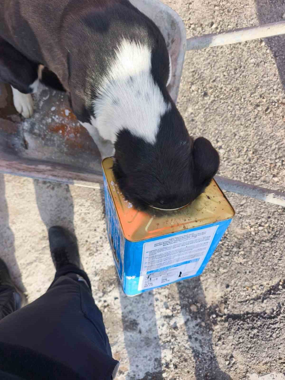 Mahsur kalan köpeklerin yardımına itfaiye yetişti
