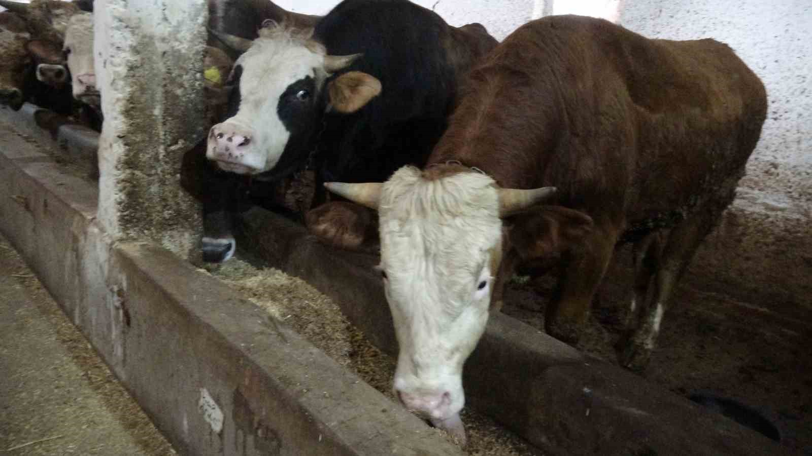 Malatya kırmızı et üretiminde Türkiye’nin lokomotif illerinden biri
