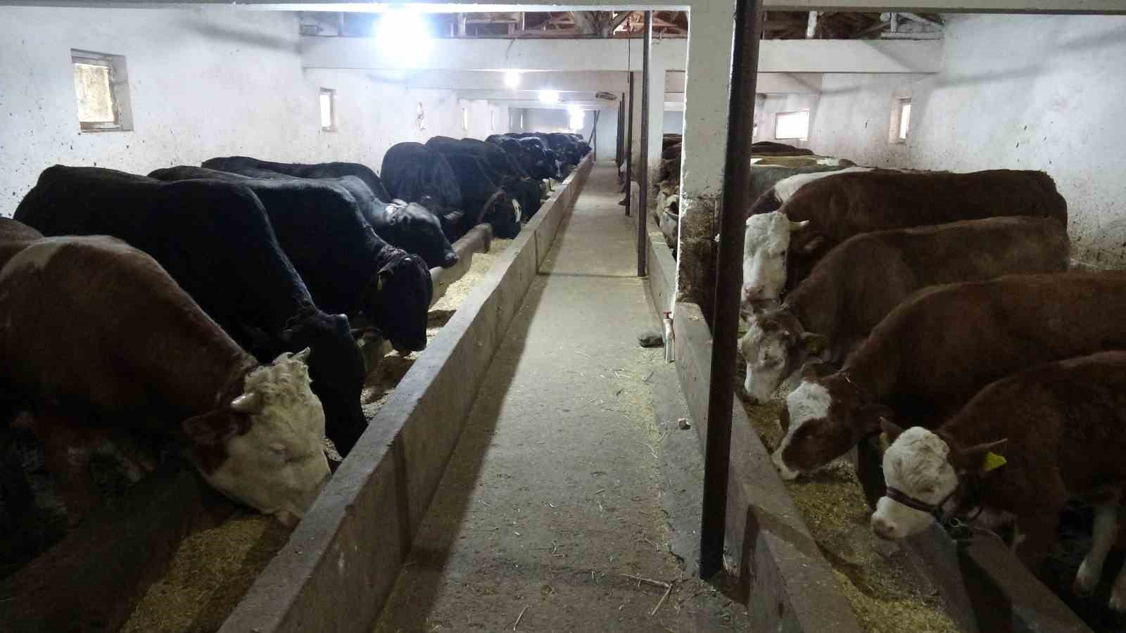 Malatya kırmızı et üretiminde Türkiye’nin lokomotif illerinden biri
