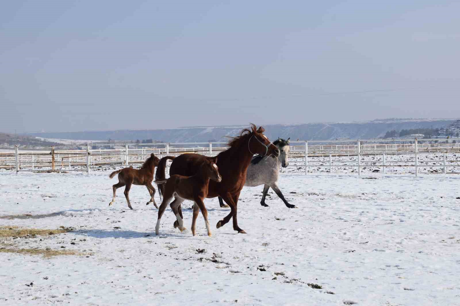 Malatya’da 2026 şampiyon adayı taylar dünyaya gelmeye başladı
