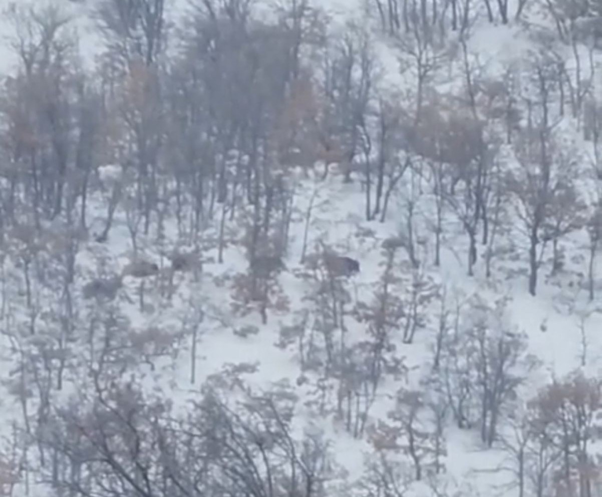 Malatya’da aç kalan domuz ve kurtlar, yerleşim yerlerine indi

