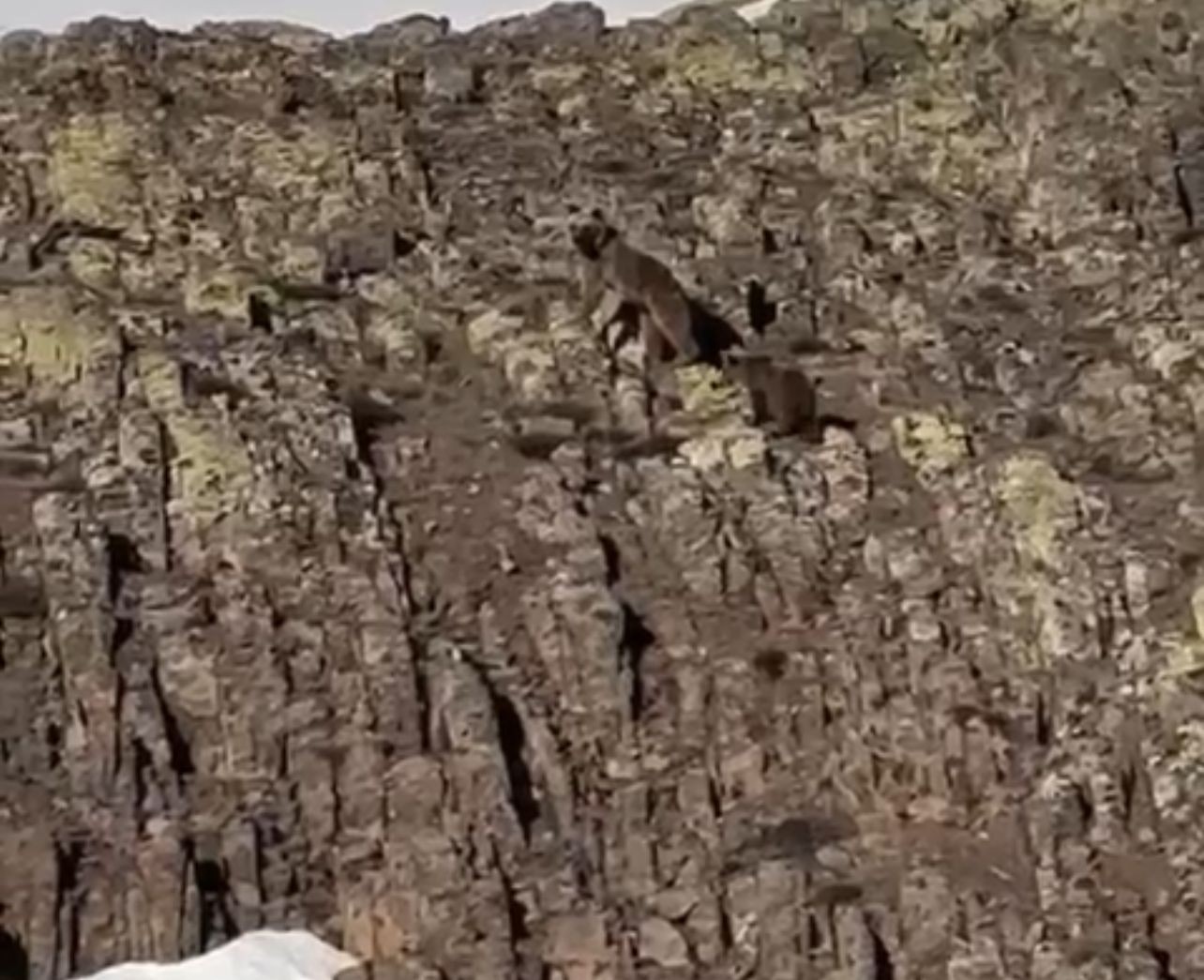 Malatya’da ayı ve yavrusu görüntülendi
