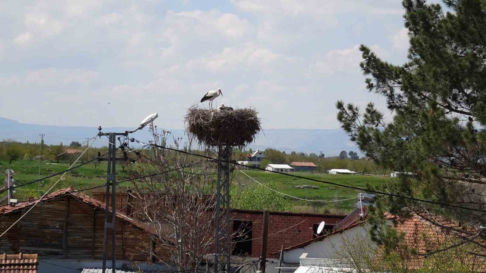 Malatya’da baharın müjdecisi leylekler yuvalarına dönüyor
