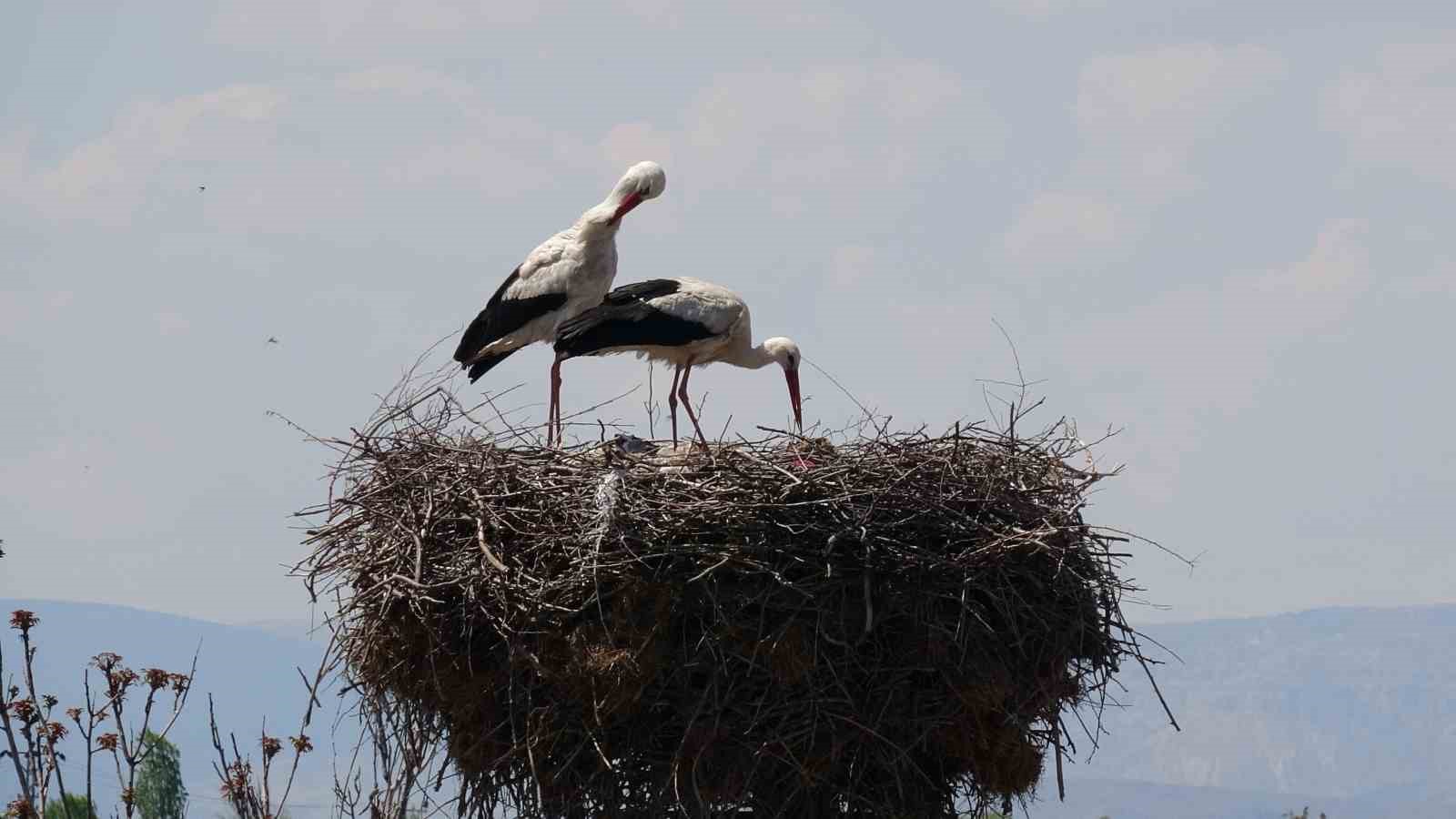 Malatya’da baharın müjdecisi leylekler yuvalarına dönüyor
