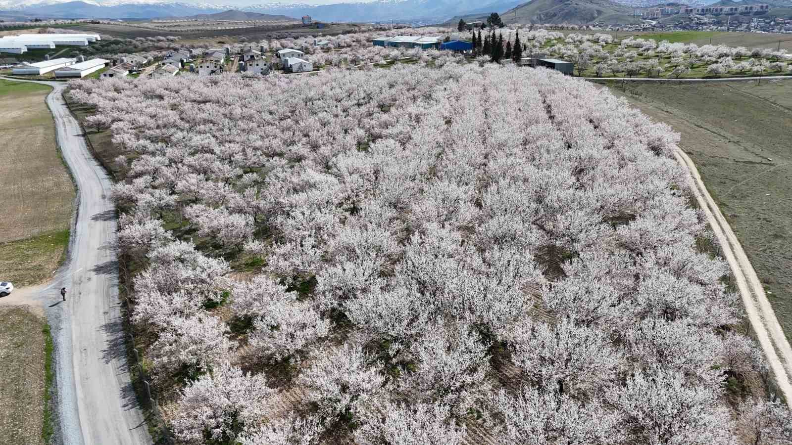 Malatya’da çiçek açan kayısı bahçeleri havadan görüntülendi
