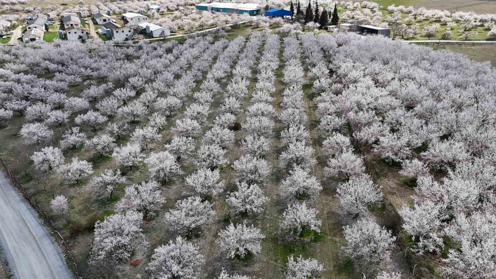 Malatya’da çiçek açan kayısı bahçeleri havadan görüntülendi
