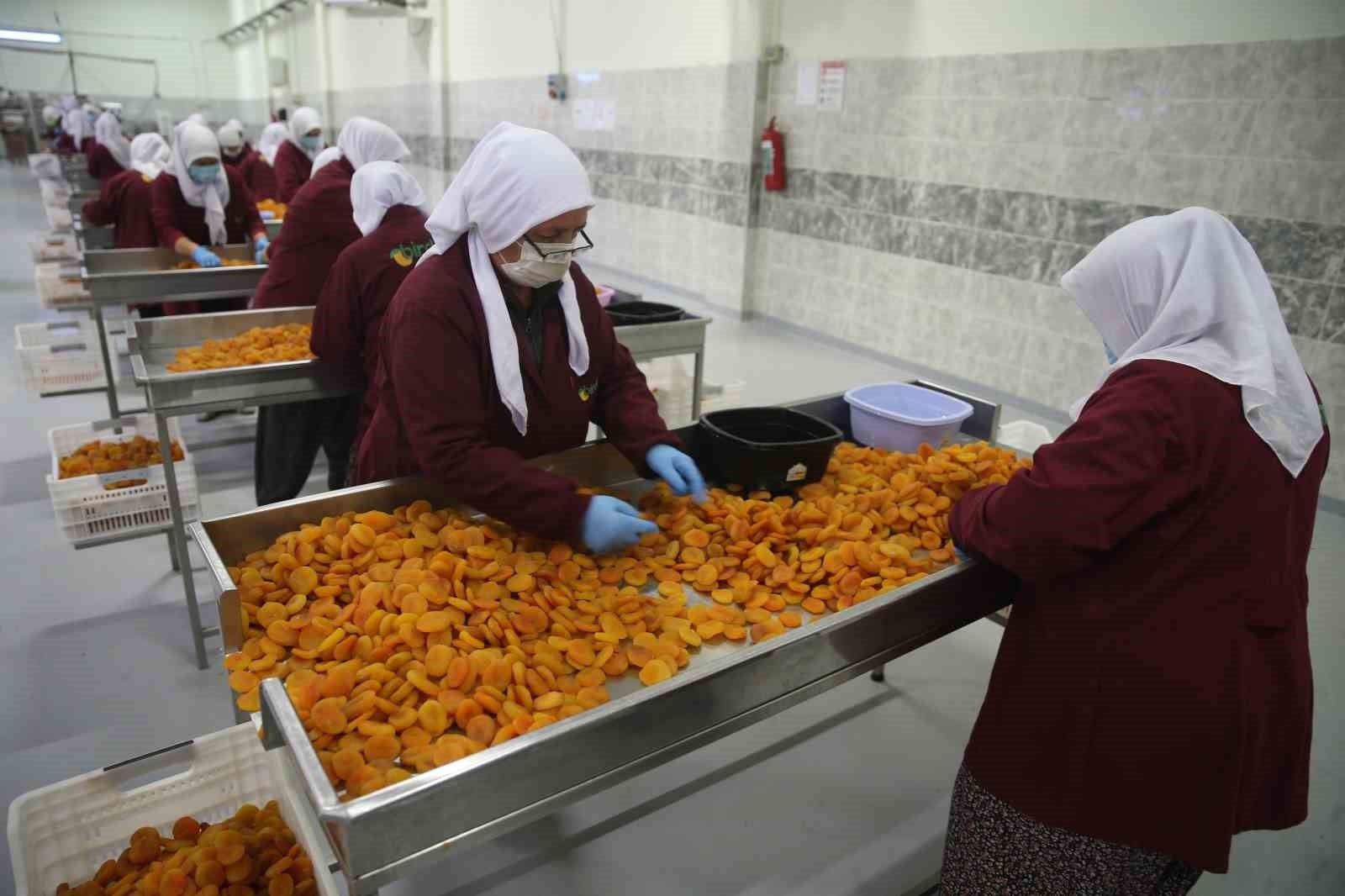 Malatya’da kayısı ihracatı Mart ayında 20 milyon doları aştı
