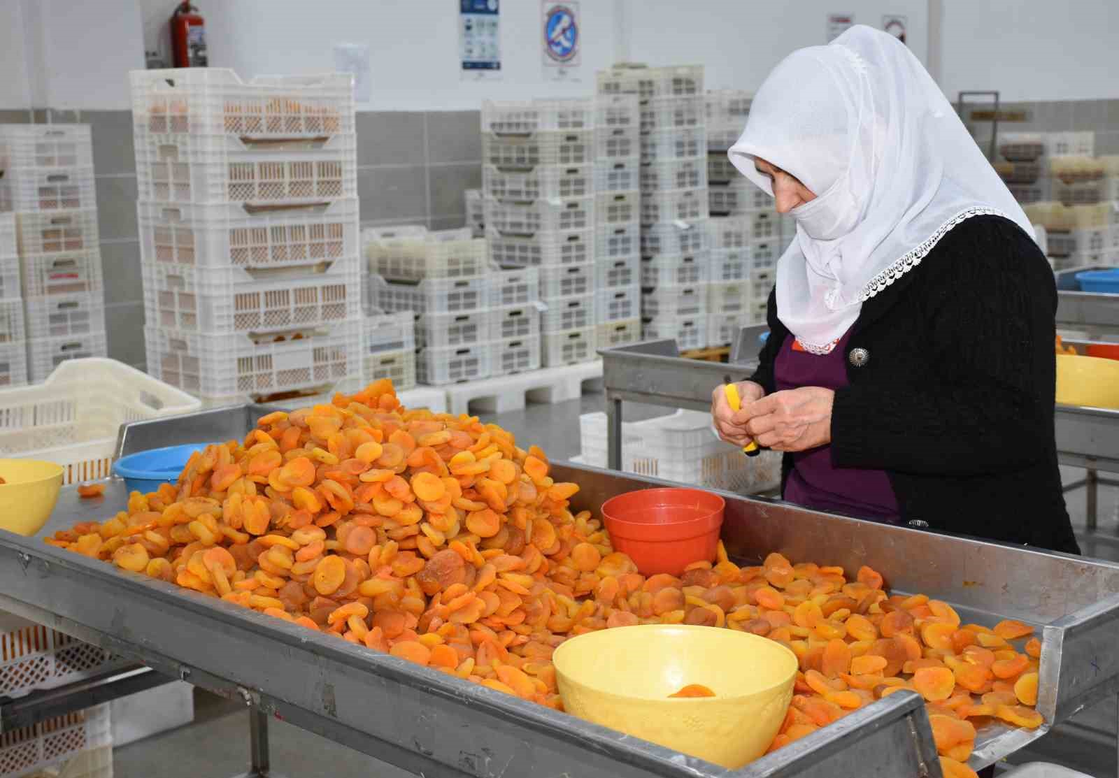 Malatya’da kayısı ihracatı Mart ayında 20 milyon doları aştı
