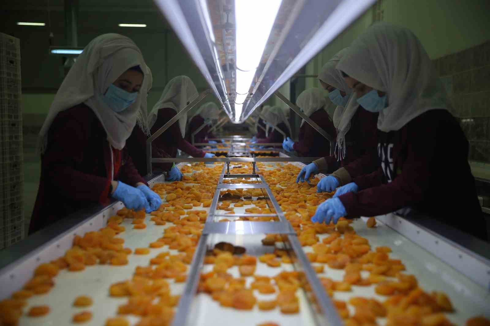 Malatya’da kayısı ihracatı Mart ayında 20 milyon doları aştı
