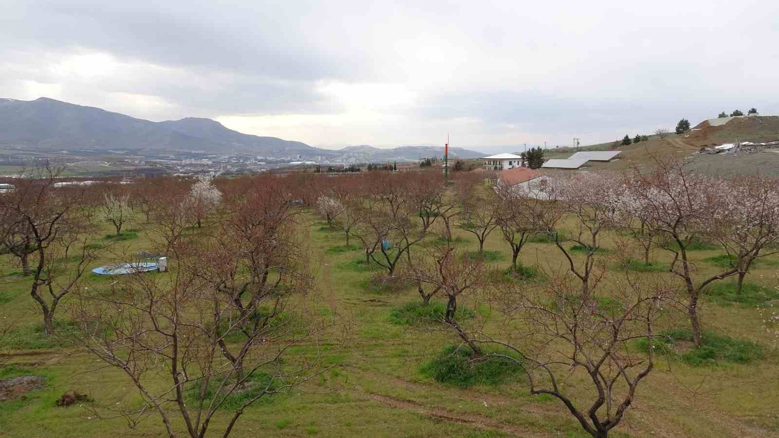 Malatya’da kayısı üreticileri zirai dona karşı önlem alıyor
