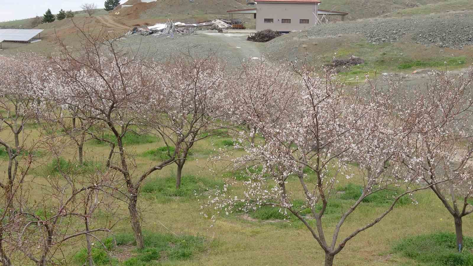 Malatya’da kayısı üreticileri zirai dona karşı önlem alıyor
