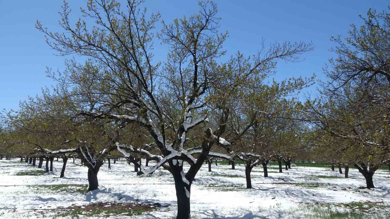Malatya’da kayısıda don endişesi
