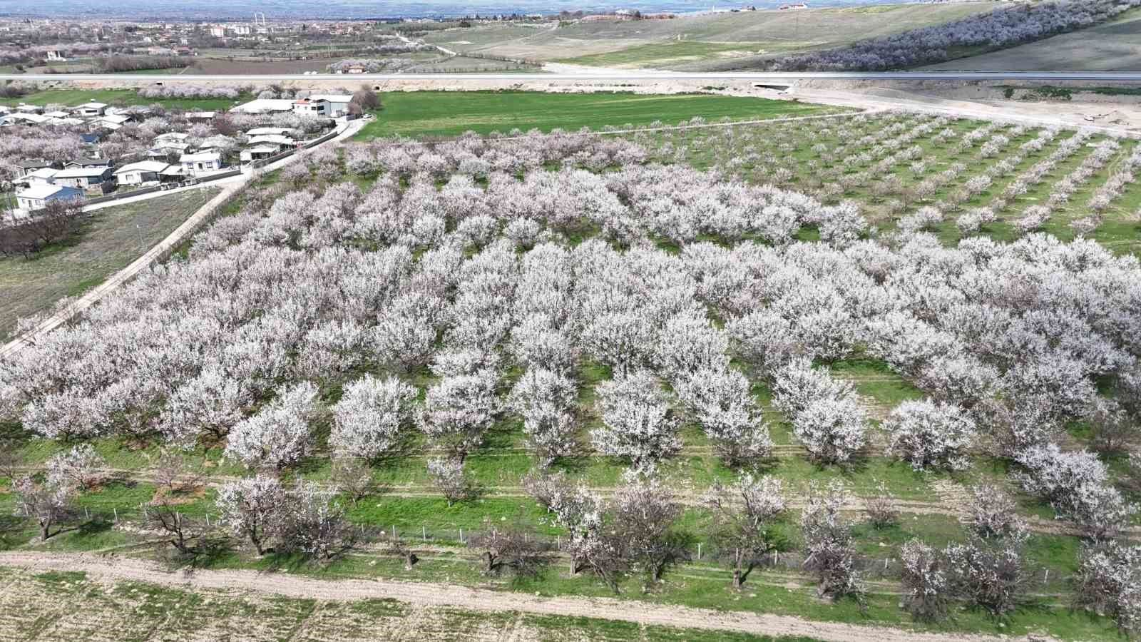 Malatya’da kayısıda iklim endişesi devam ediyor
Malatya’da kayısıda iklim endişesi devam ediyor