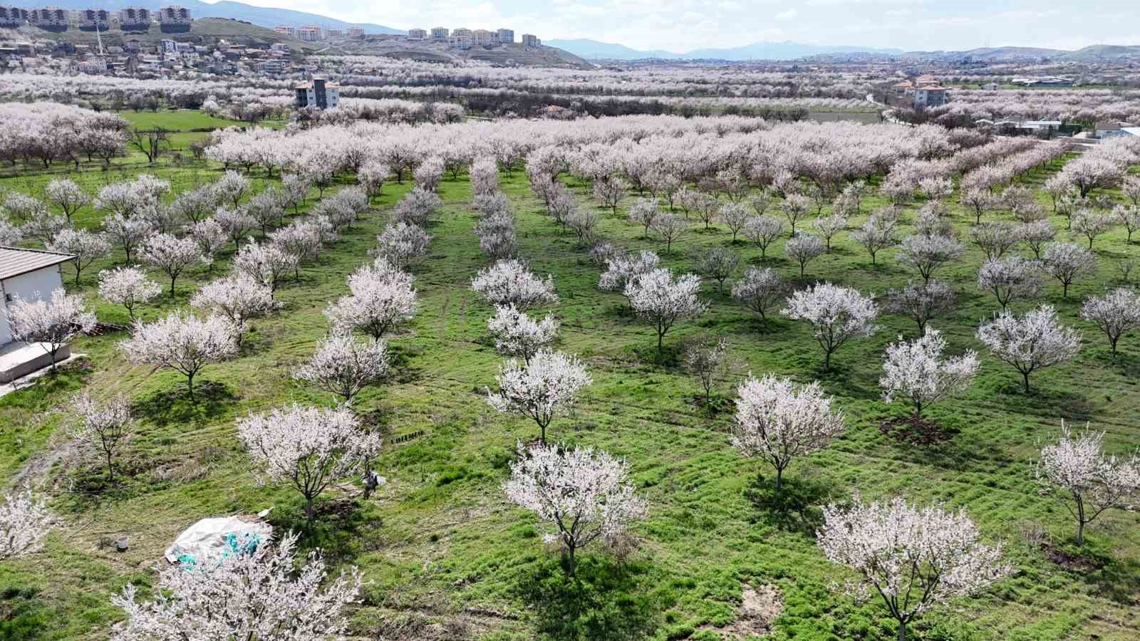 Malatya’da kayısıda iklim endişesi devam ediyor
Malatya’da kayısıda iklim endişesi devam ediyor