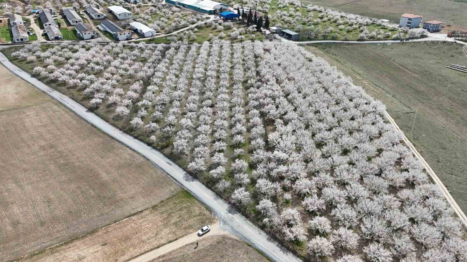 Malatya’da kayısıda iklim endişesi devam ediyor
Malatya’da kayısıda iklim endişesi devam ediyor