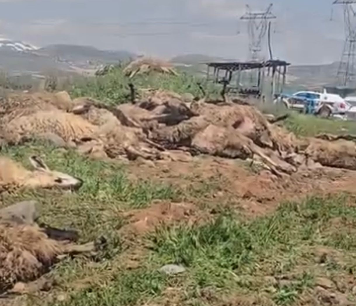 Malatya’da küçükbaş hayvan yüklü tır devrildi: 2 kişi yaralandı, 80 koyun telef oldu
