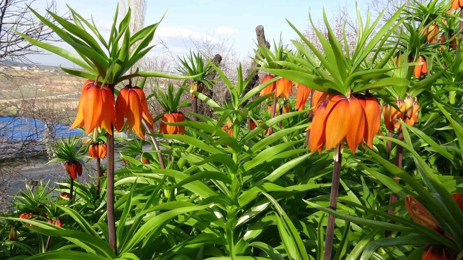 Malatya’da ters laleler doğayı renklendirdi

