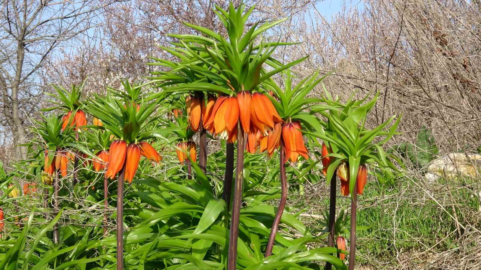 Malatya’da ters laleler doğayı renklendirdi
