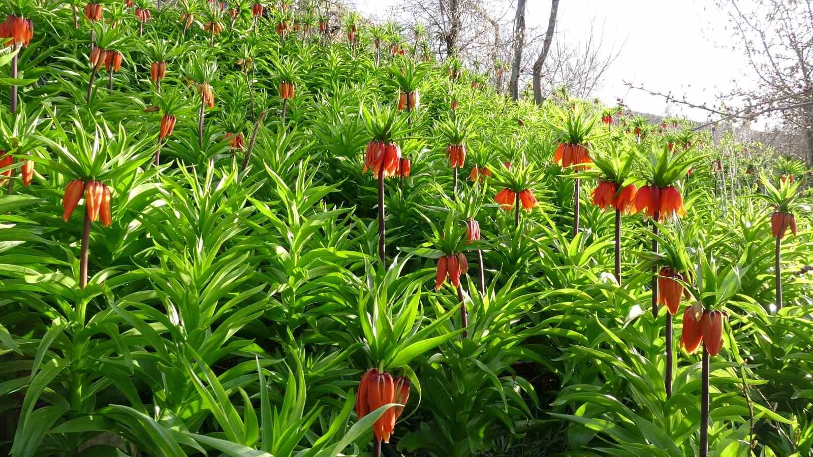 Malatya’da ters laleler doğayı renklendirdi

