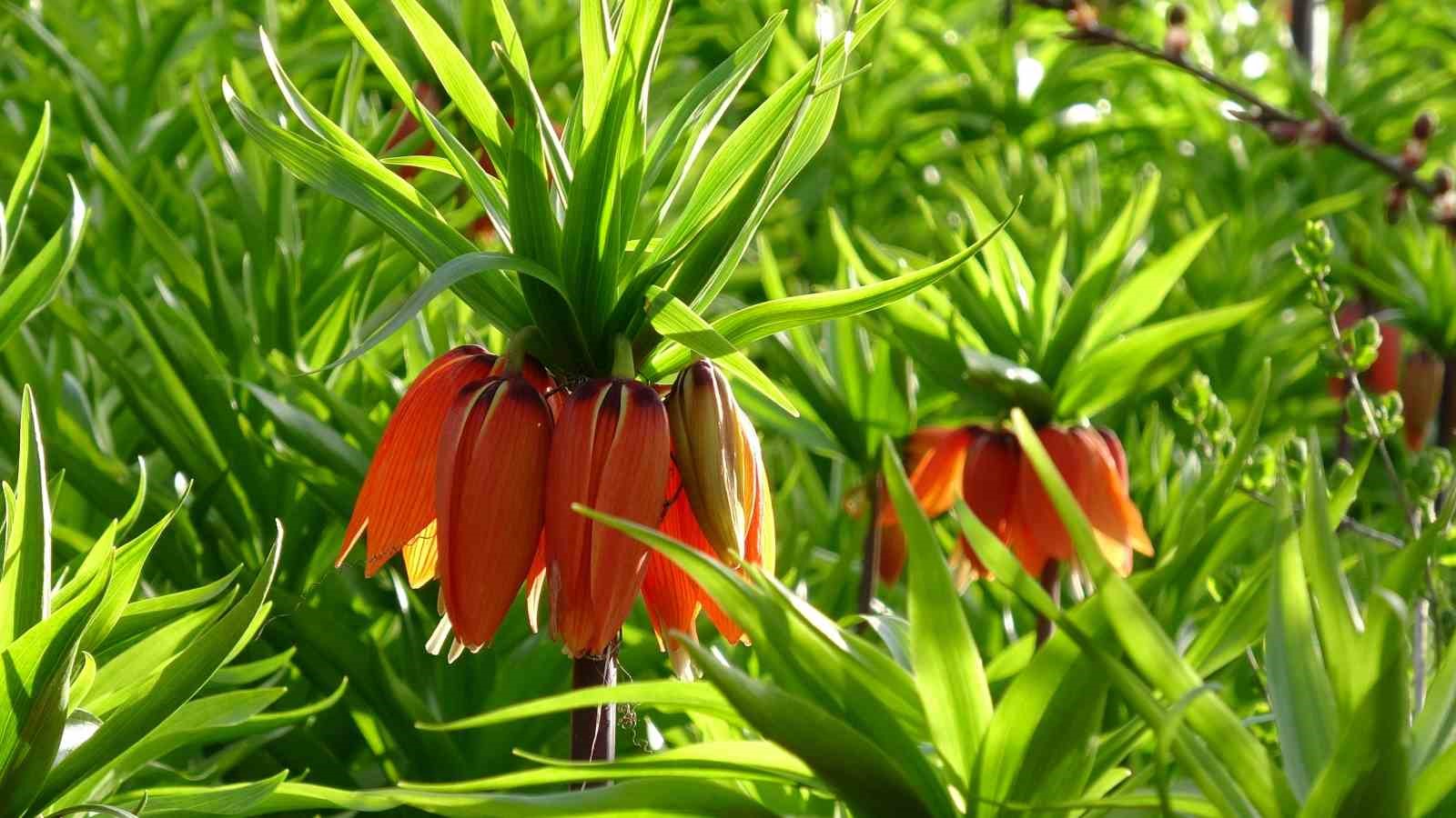 Malatya’da ters laleler doğayı renklendirdi
