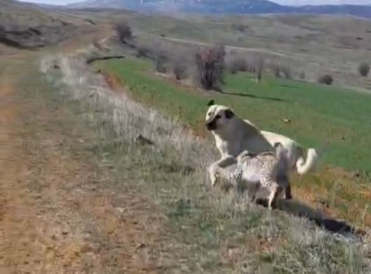 Malatya’da vaşak-köpek kavgası kamerada
