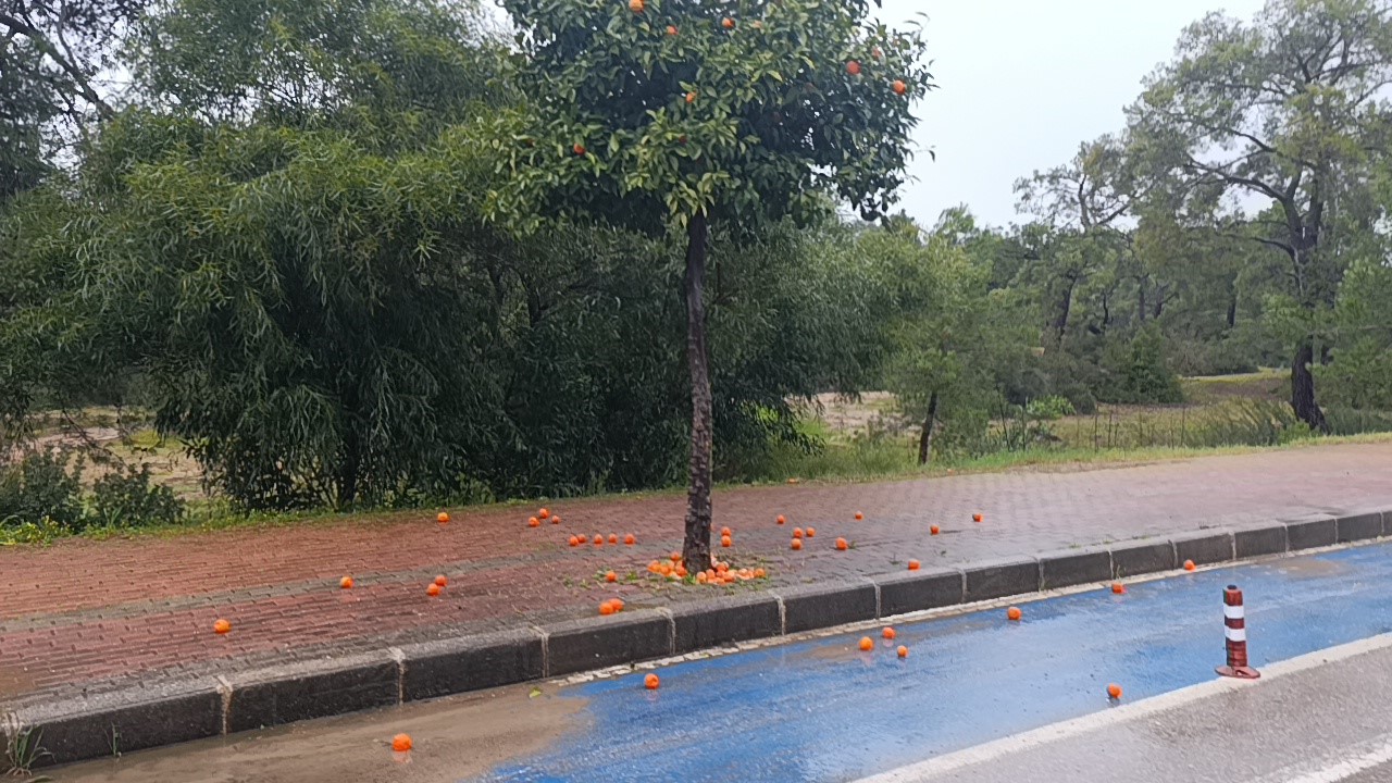Manavgat’ta fırtına ve yağmur turunçları yollara döktü
