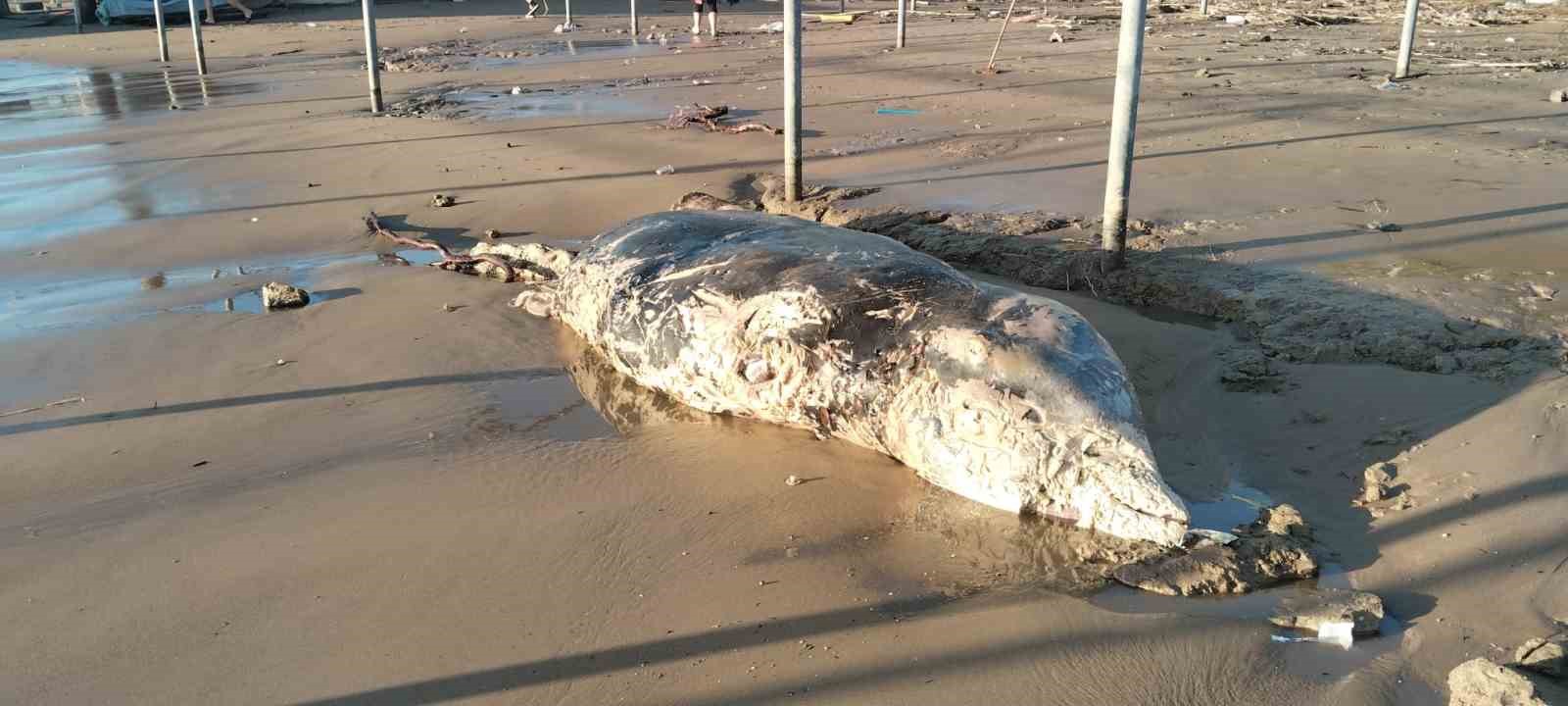 Manavgat’ta sahile ölü yunus vurdu
