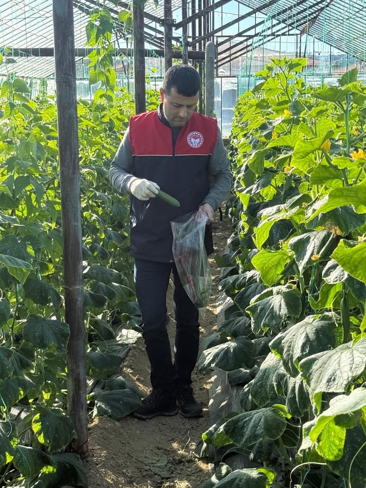 Manavgat’ta seralarda hasat öncesi pestisit denetimi
