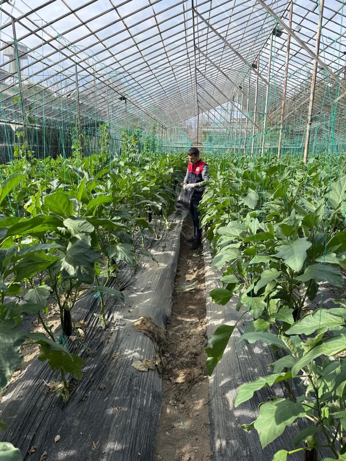 Manavgat’ta seralarda hasat öncesi pestisit denetimi
