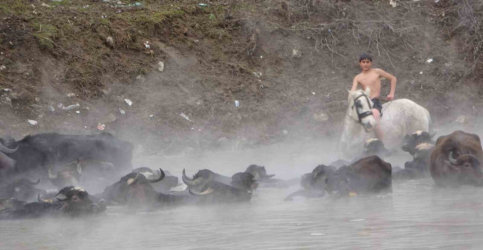 Manda ve atların kışın ortasında kaplıca keyfi
