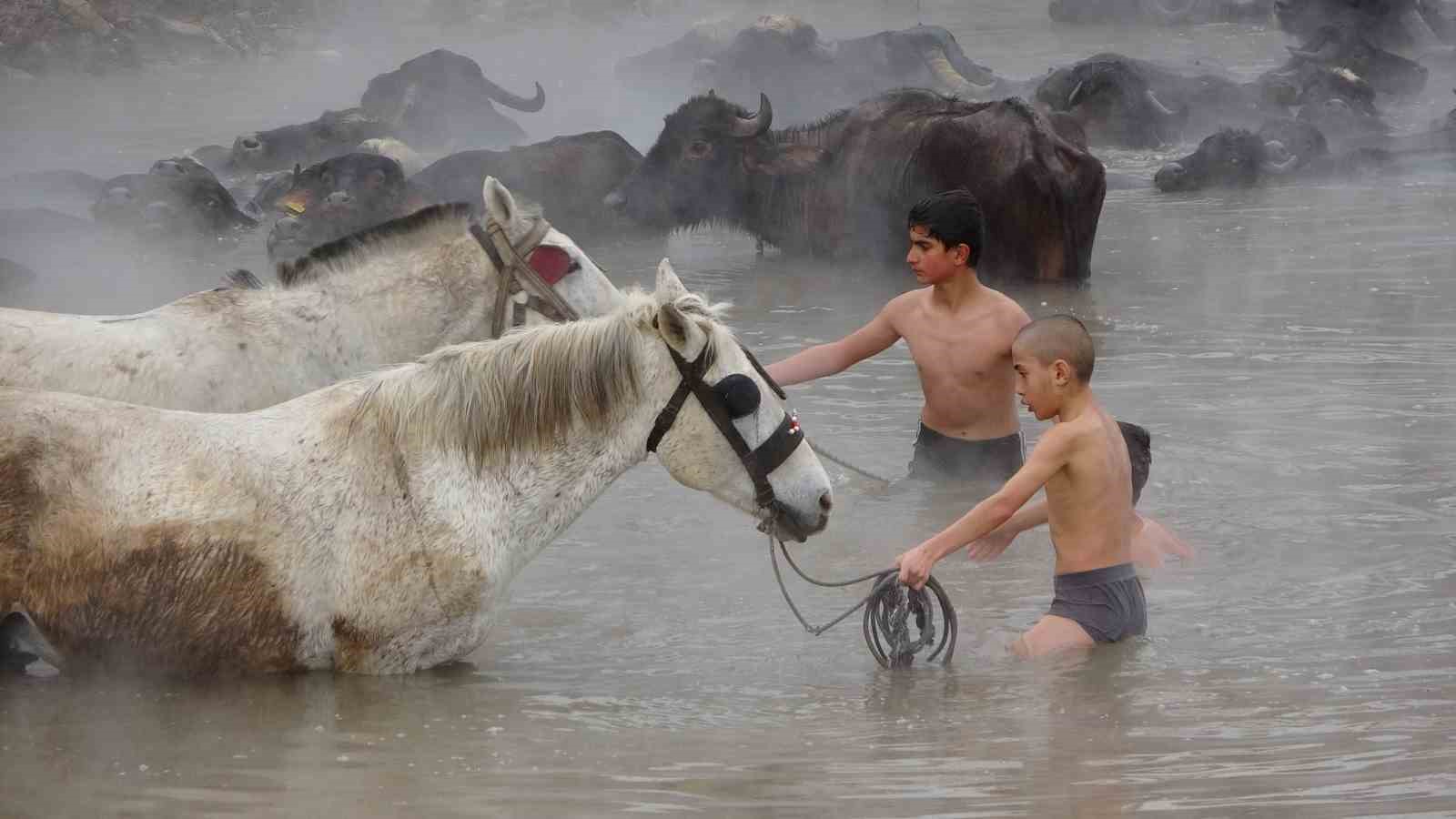 Manda ve atların kışın ortasında kaplıca keyfi
