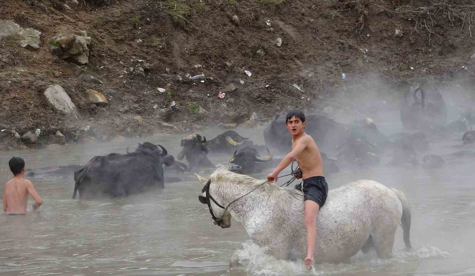 Manda ve atların kışın ortasında kaplıca keyfi

