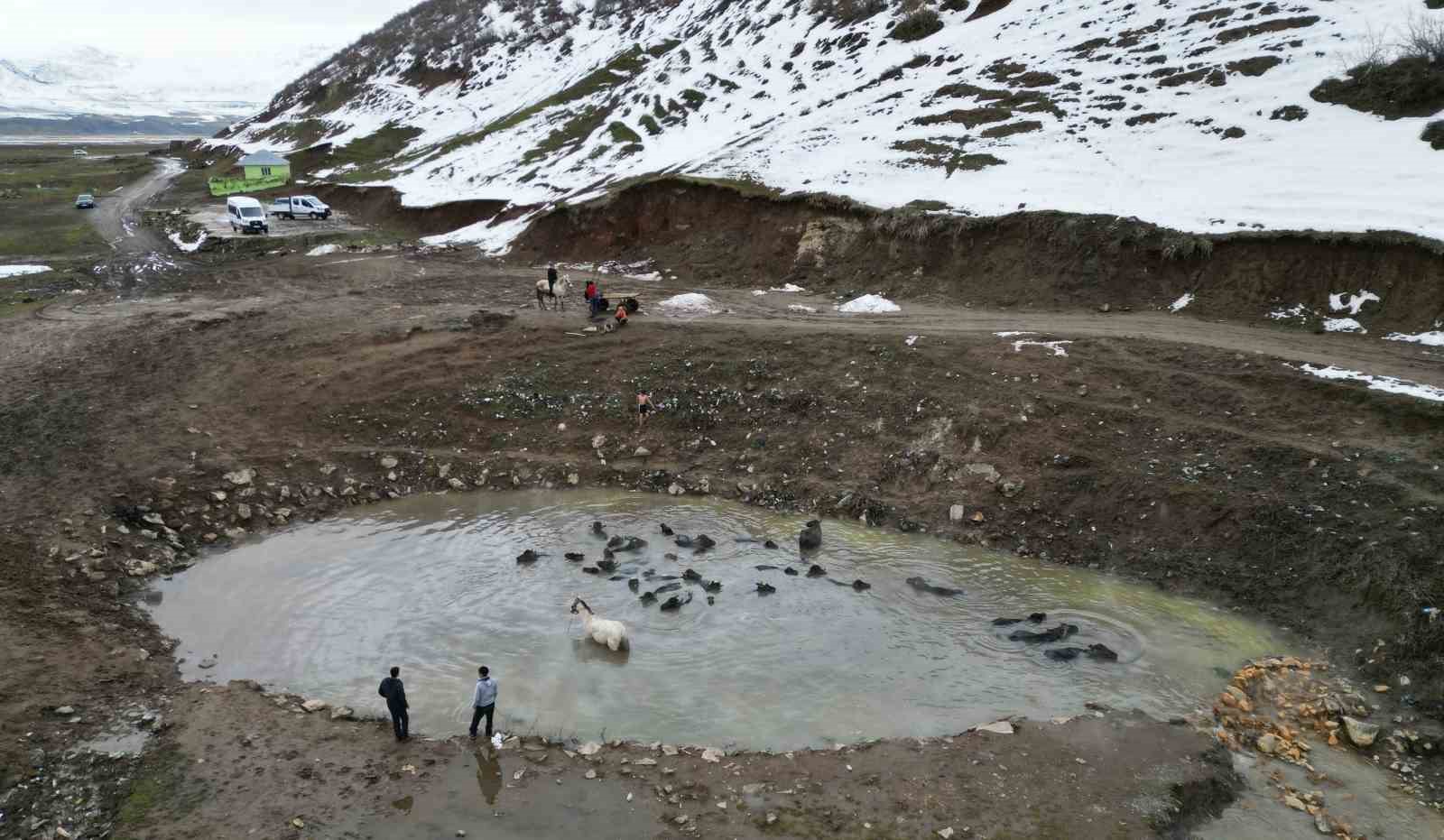 Manda ve atların kışın ortasında kaplıca keyfi
