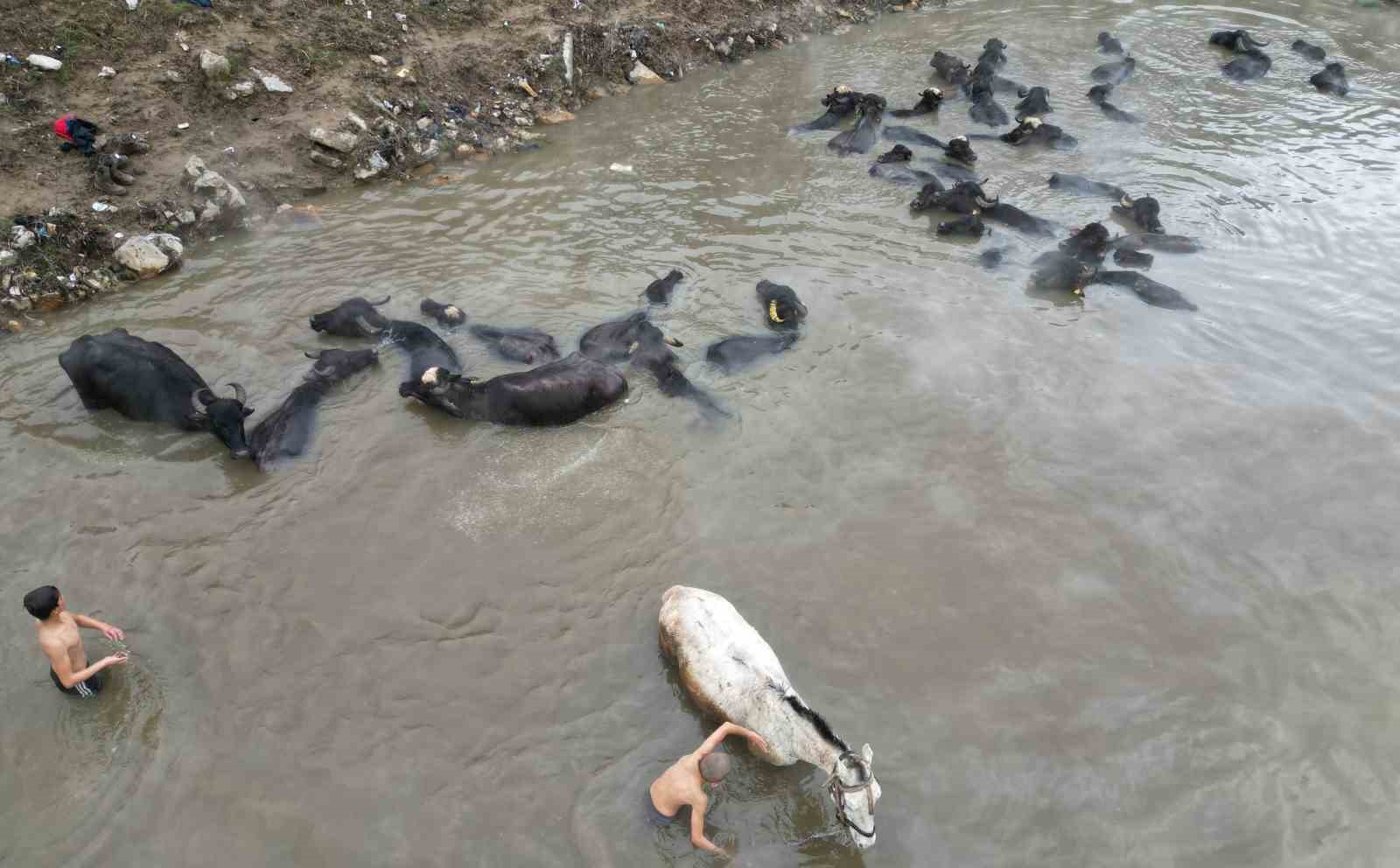 Manda ve atların kışın ortasında kaplıca keyfi
