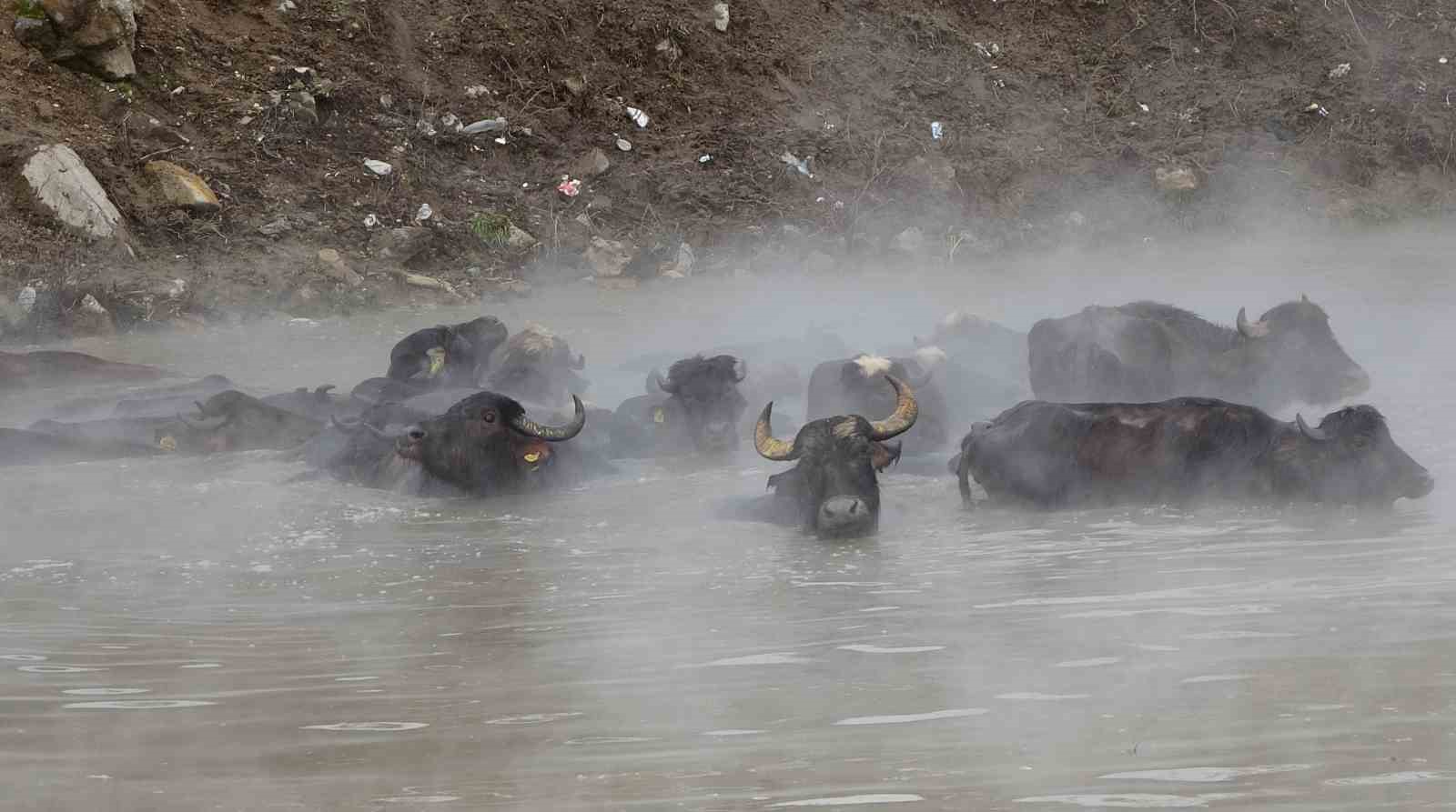 Manda ve atların kışın ortasında kaplıca keyfi
