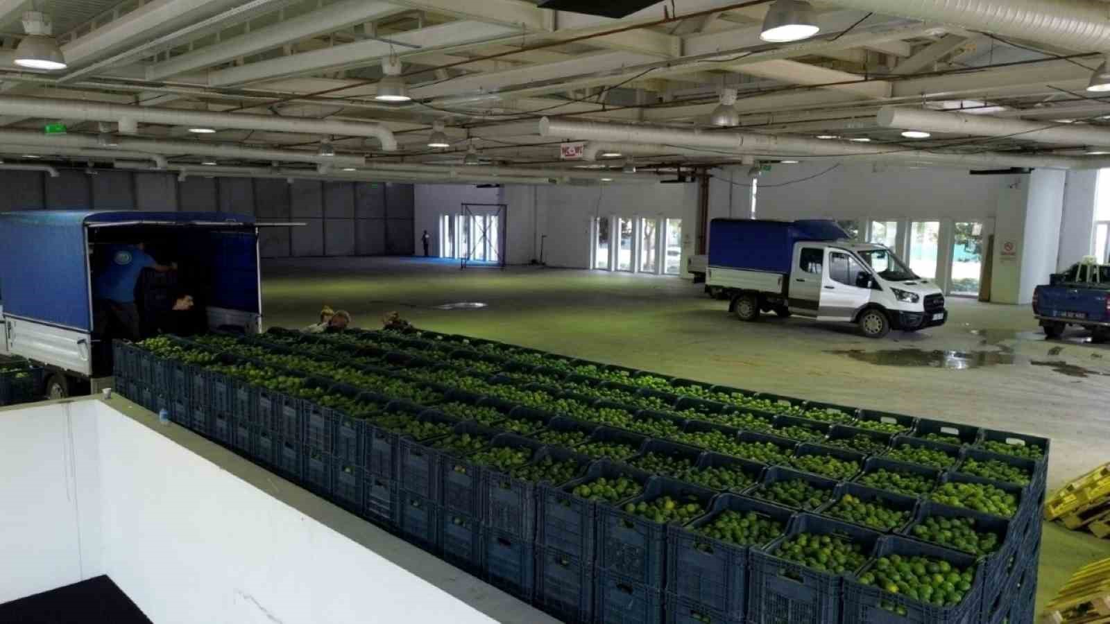 Mandalin üreticisine 5 milyon kazanç
