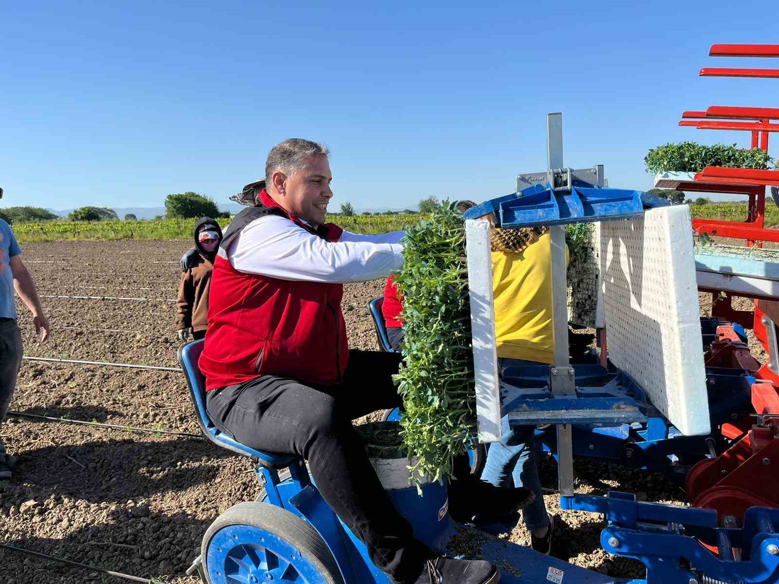 Manisa’da 131 bin dekarlık alanda domates mesaisi
