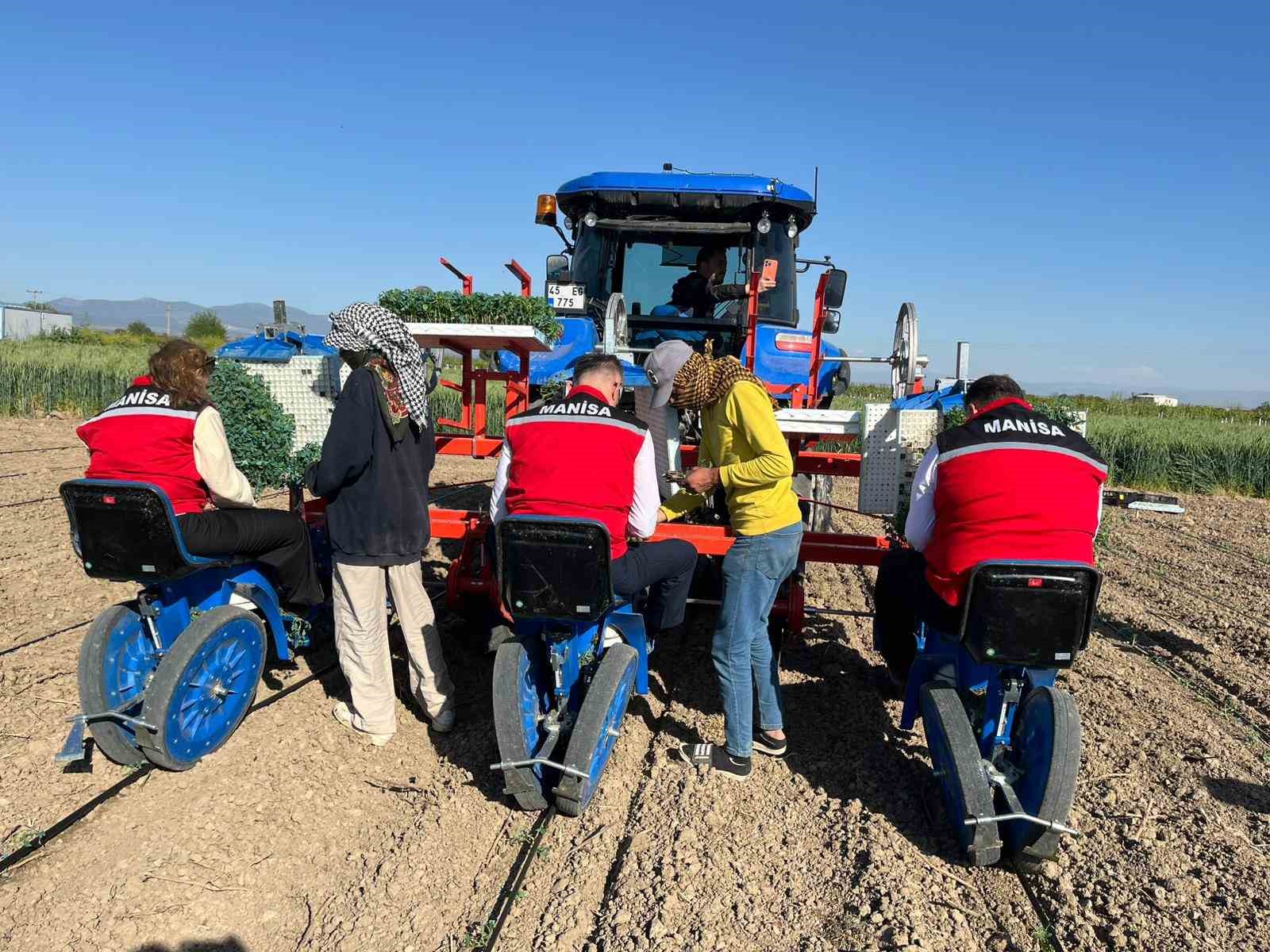 Manisa’da 131 bin dekarlık alanda domates mesaisi

