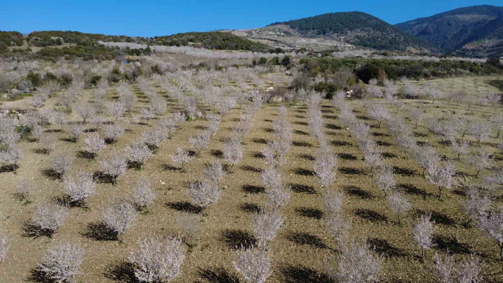 Manisa’da badem ağaçları çiçeklerle bezendi
Manisa’da badem ağaçları çiçeklerle bezendi