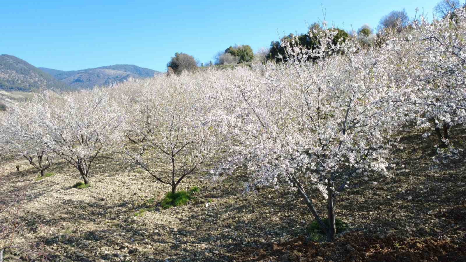 Manisa’da badem ağaçları çiçeklerle bezendi
Manisa’da badem ağaçları çiçeklerle bezendi