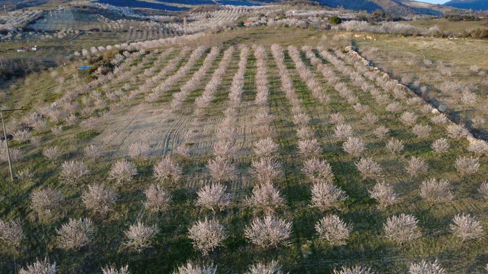 Manisa’da badem ağaçları çiçeklerle bezendi
Manisa’da badem ağaçları çiçeklerle bezendi