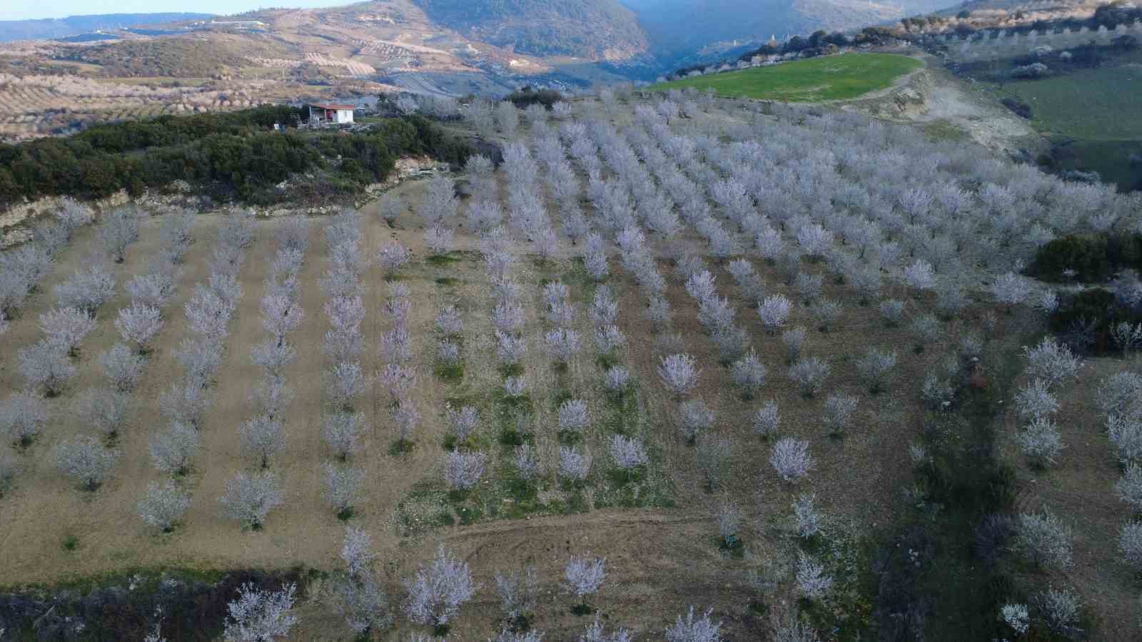 Manisa’da badem ağaçları çiçeklerle bezendi
Manisa’da badem ağaçları çiçeklerle bezendi