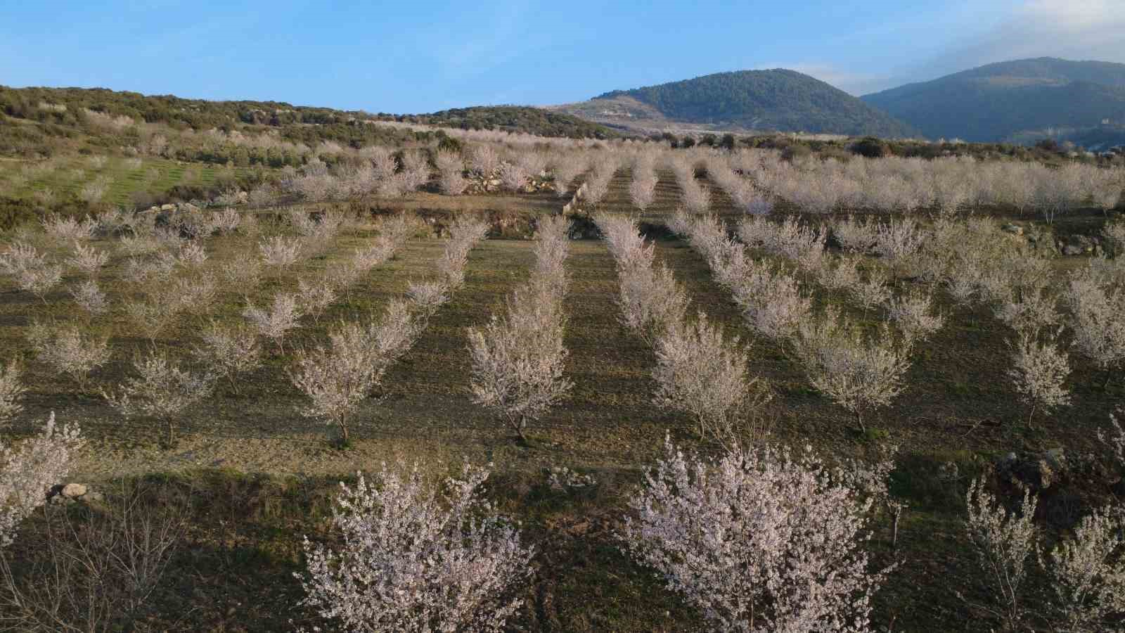 Manisa’da badem ağaçları çiçeklerle bezendi
Manisa’da badem ağaçları çiçeklerle bezendi