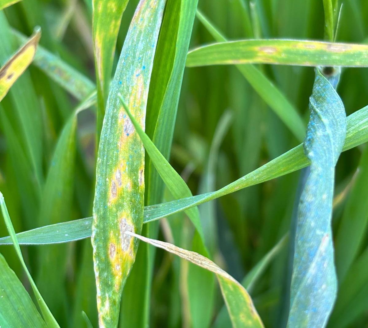 Manisa’da buğday üreticilerine ‘Septorya’ uyarısı
