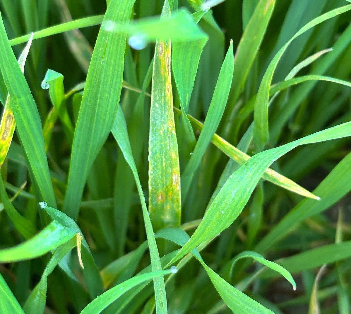 Manisa’da buğday üreticilerine ‘Septorya’ uyarısı
